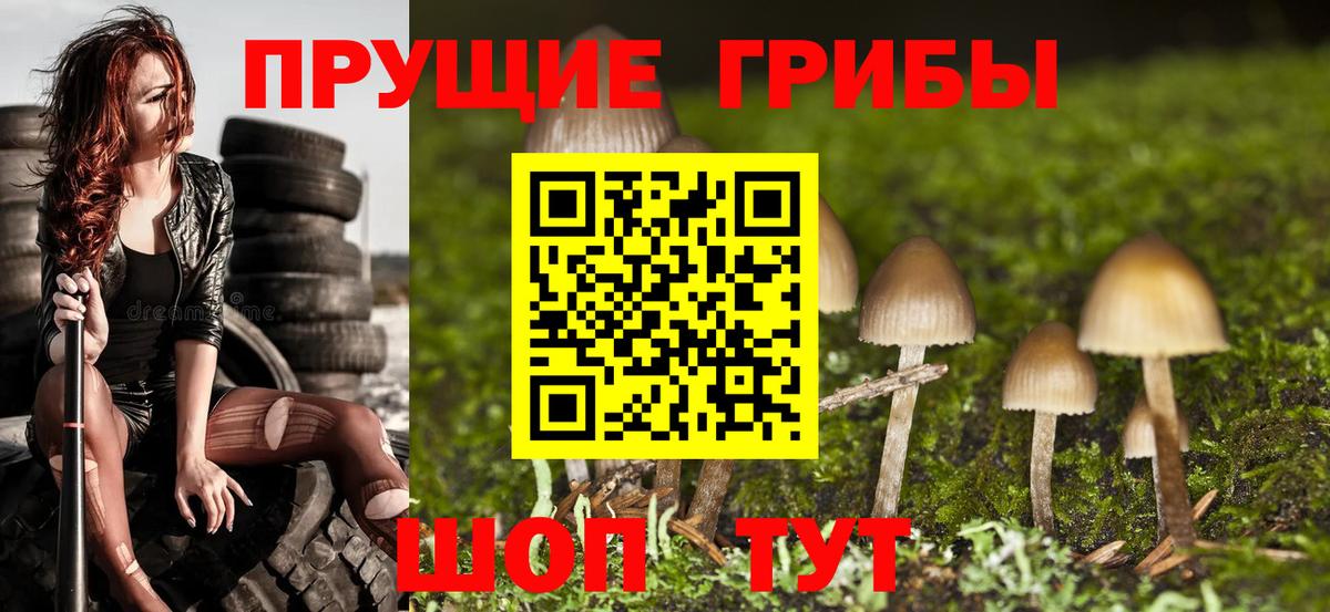 Малгобек  Псилоцибиновые грибы Psilocybine cubensis  Вход с VPN 